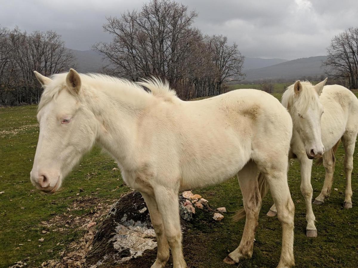 Casa Rural Fuente Del Arca Montejo Montejo de la Sierra Kültér fotó